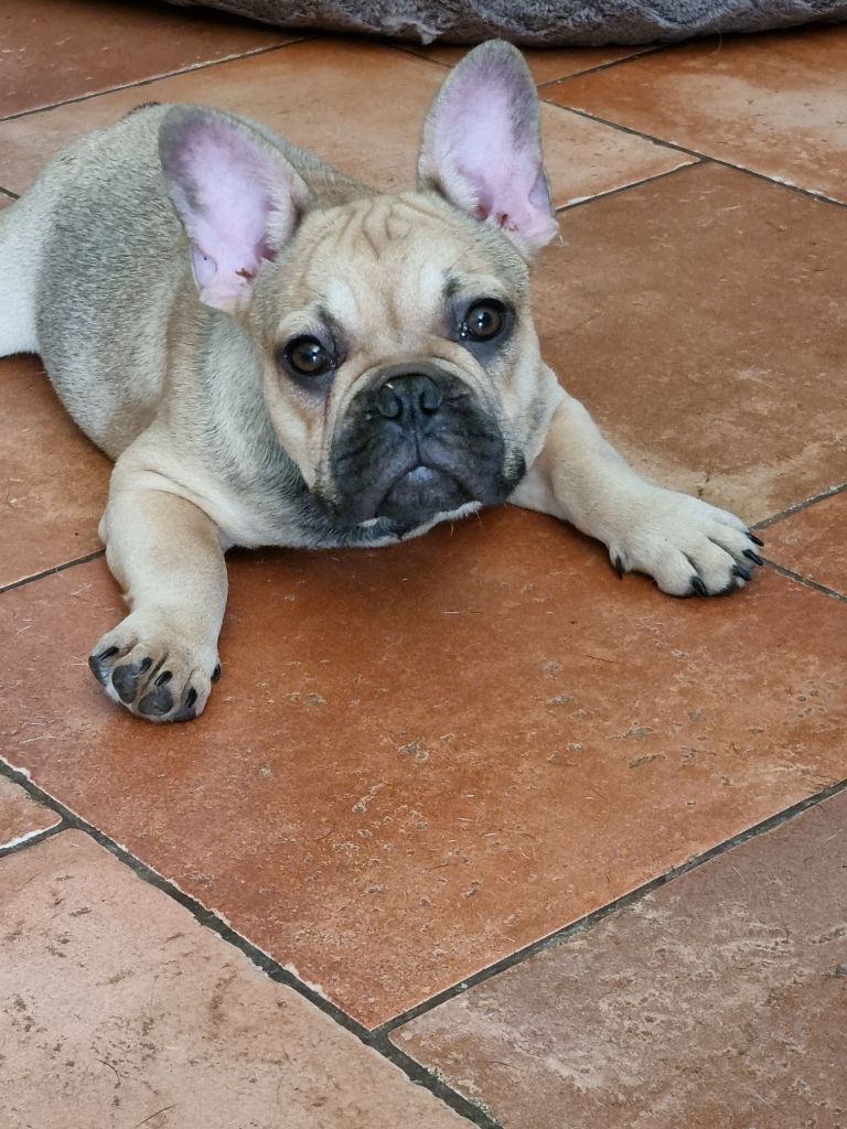 des Croisades Ariègeoises - Chiot disponible  - Bouledogue français