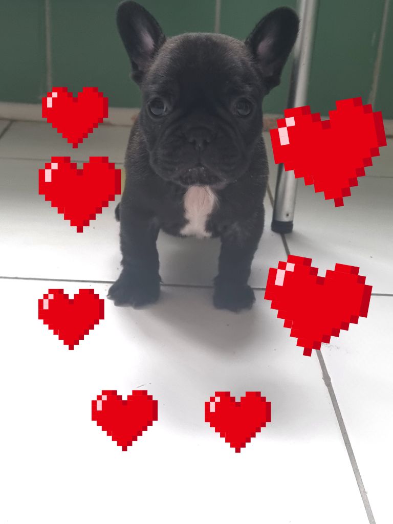 des Croisades Ariègeoises - Chiots disponibles - Bouledogue français