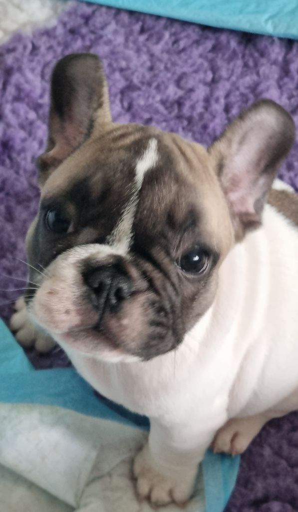 des Croisades Ariègeoises - Chiots disponibles - Bouledogue français