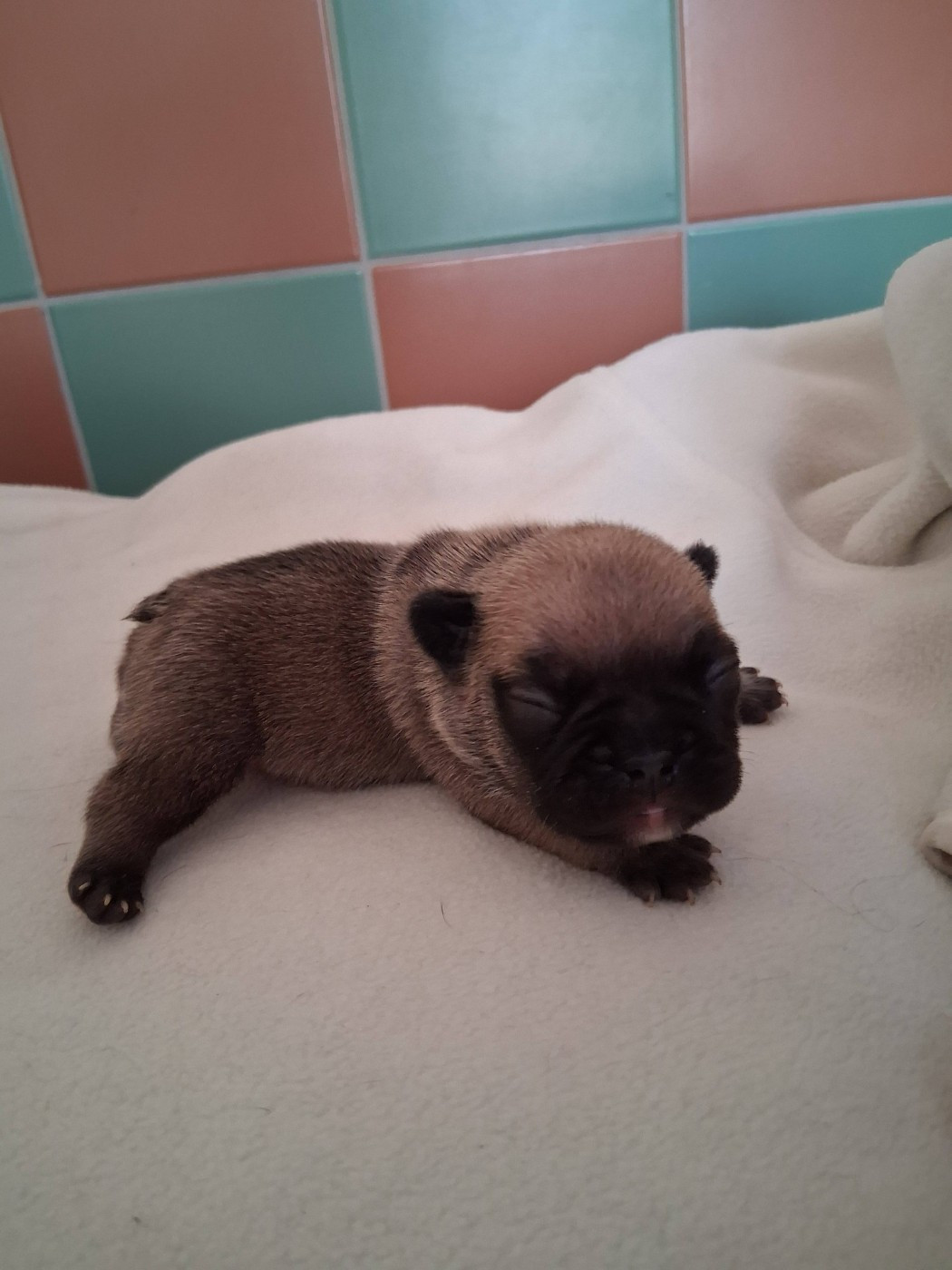 des Croisades Ariègeoises - Chiots disponibles - Bouledogue français