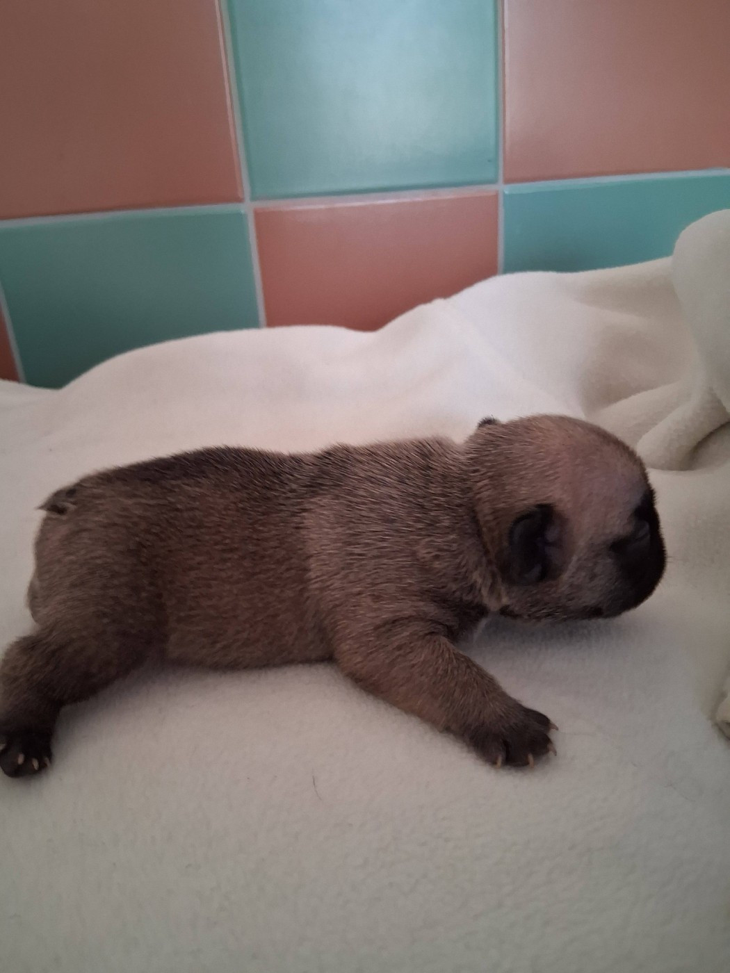 des Croisades Ariègeoises - Chiots disponibles - Bouledogue français