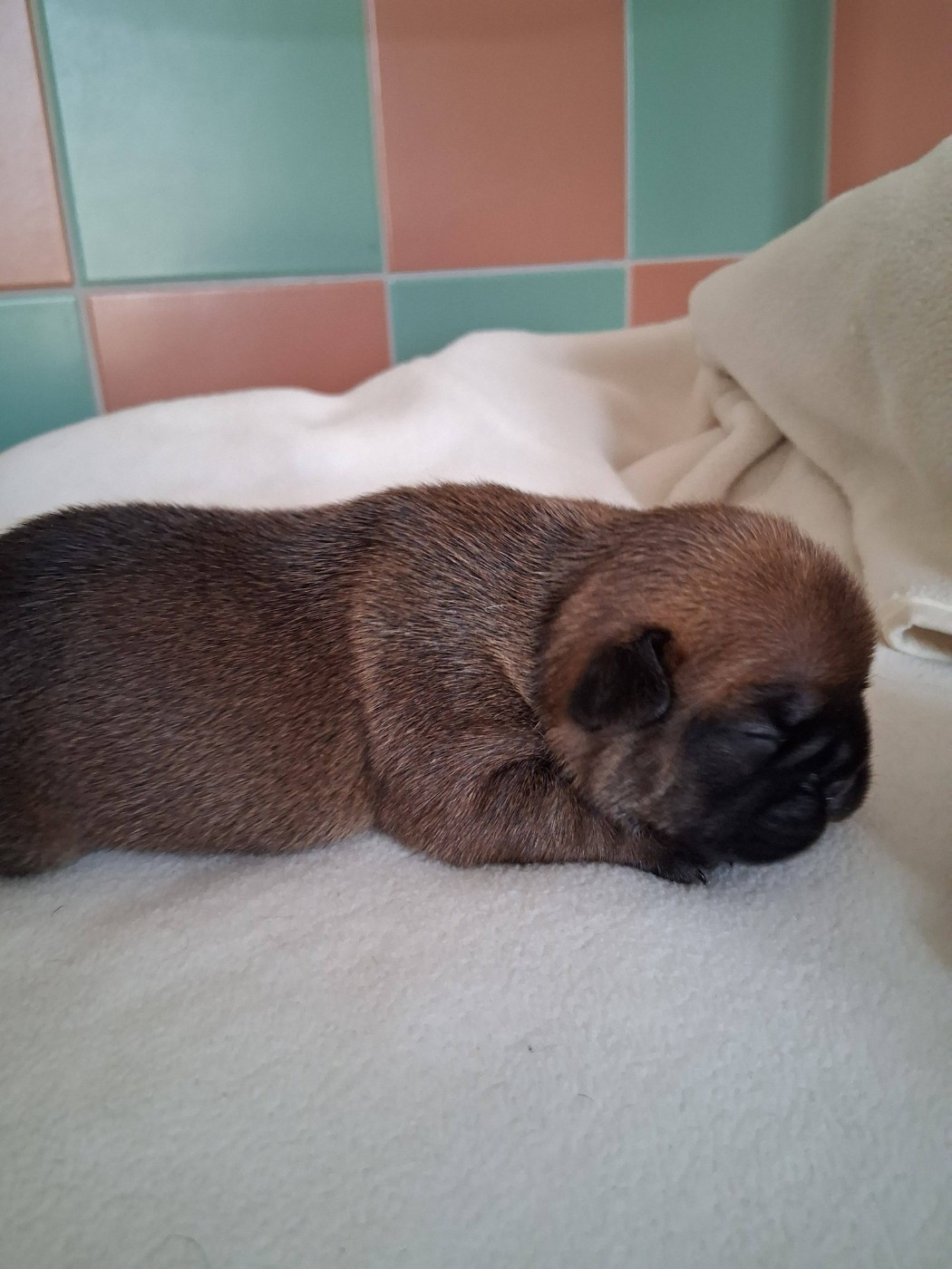 des Croisades Ariègeoises - Chiots disponibles - Bouledogue français