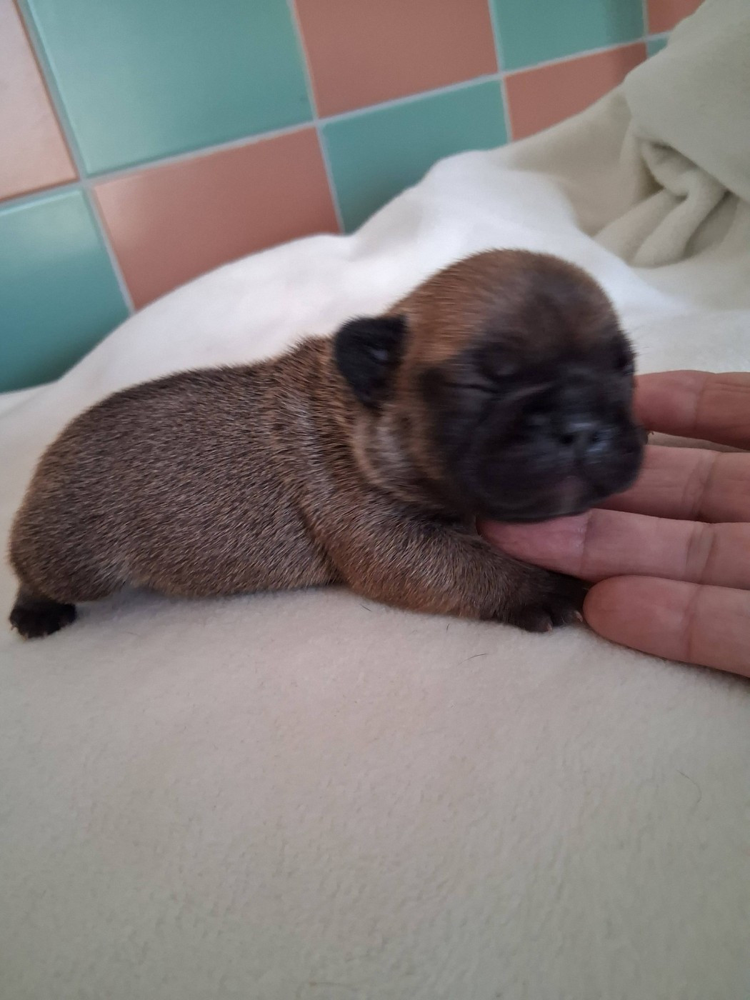 des Croisades Ariègeoises - Chiots disponibles - Bouledogue français