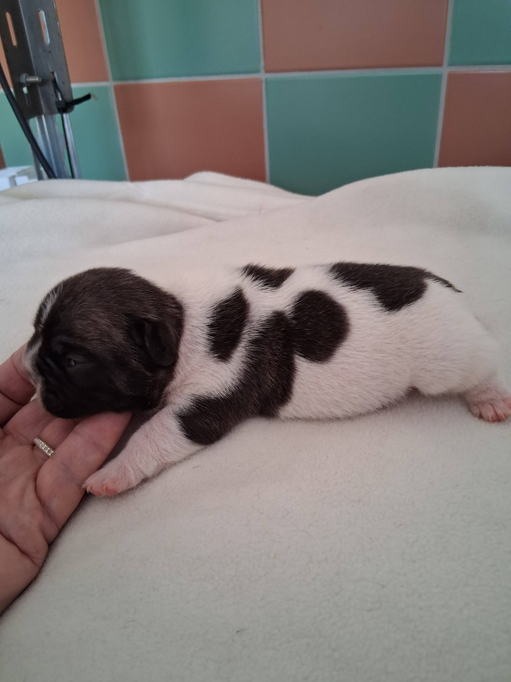 des Croisades Ariègeoises - Chiots disponibles - Bouledogue français