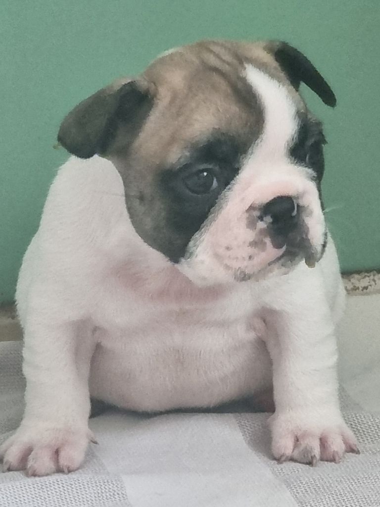 des Croisades Ariègeoises - Chiots disponibles - Bouledogue français