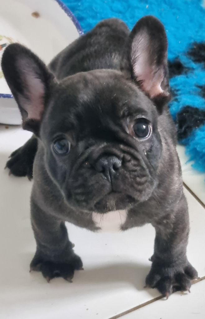 des Croisades Ariègeoises - Chiots disponibles - Bouledogue français