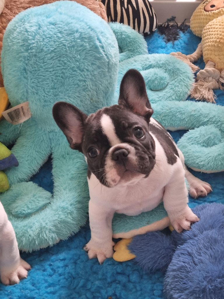 des Croisades Ariègeoises - Chiots disponibles - Bouledogue français