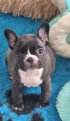 CHIOT 5