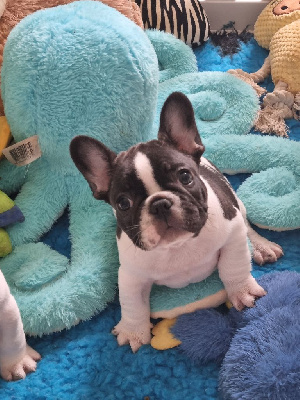 CHIOT 6
