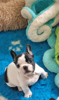 CHIOT 4