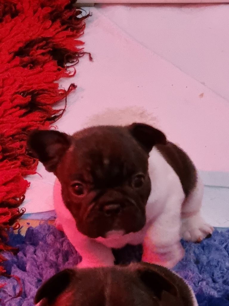 des Croisades Ariègeoises - Chiots disponibles - Bouledogue français