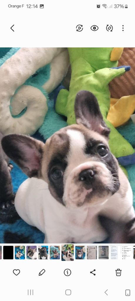 des Croisades Ariègeoises - Chiots disponibles - Bouledogue français
